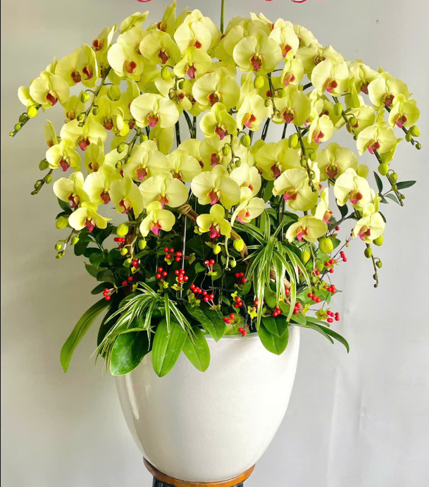 Chậu hoa lan hồ điệp xanh lưỡi đỏ 16 cành - AH117