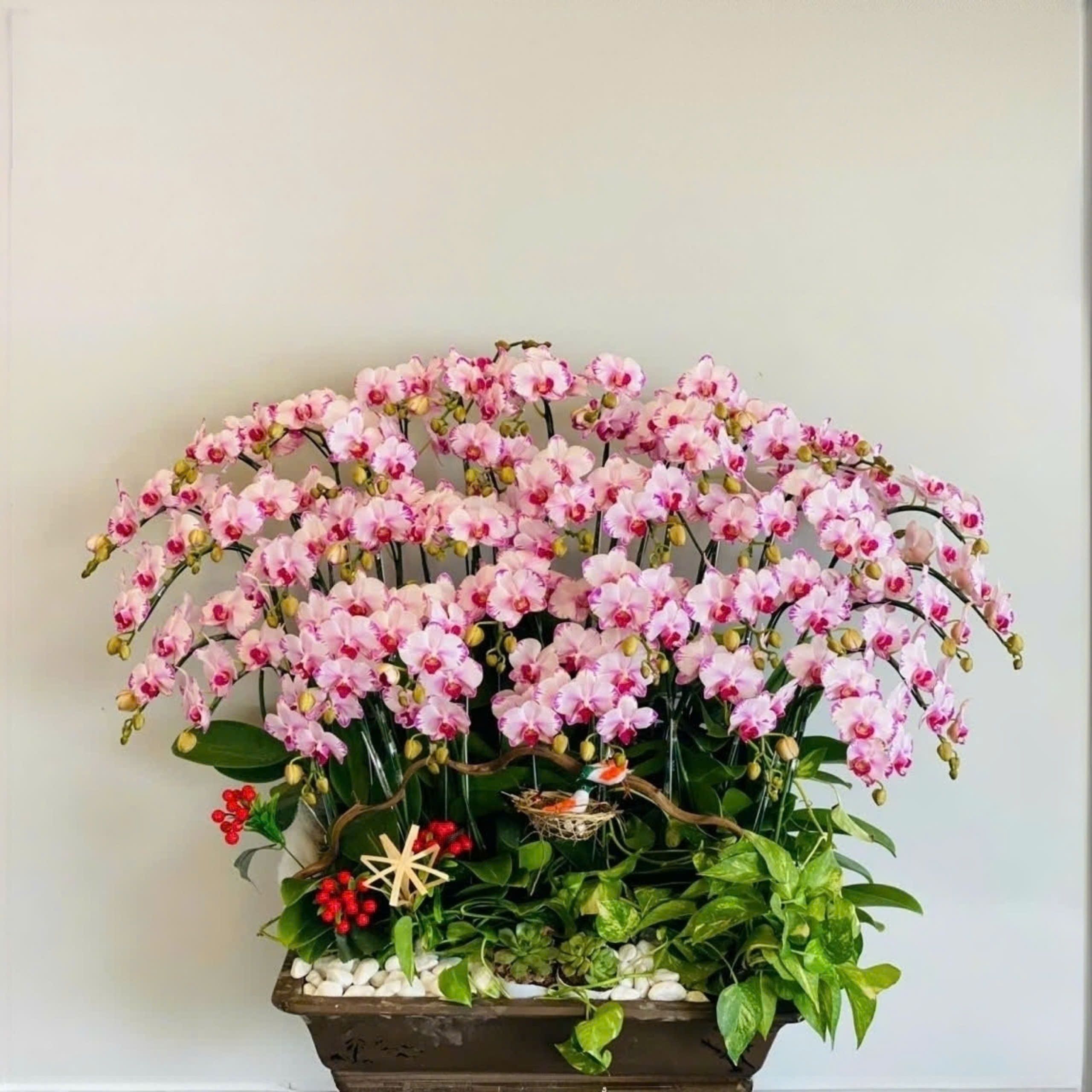 Lan hồ điệp mini hồng phấn bonsai - SA122