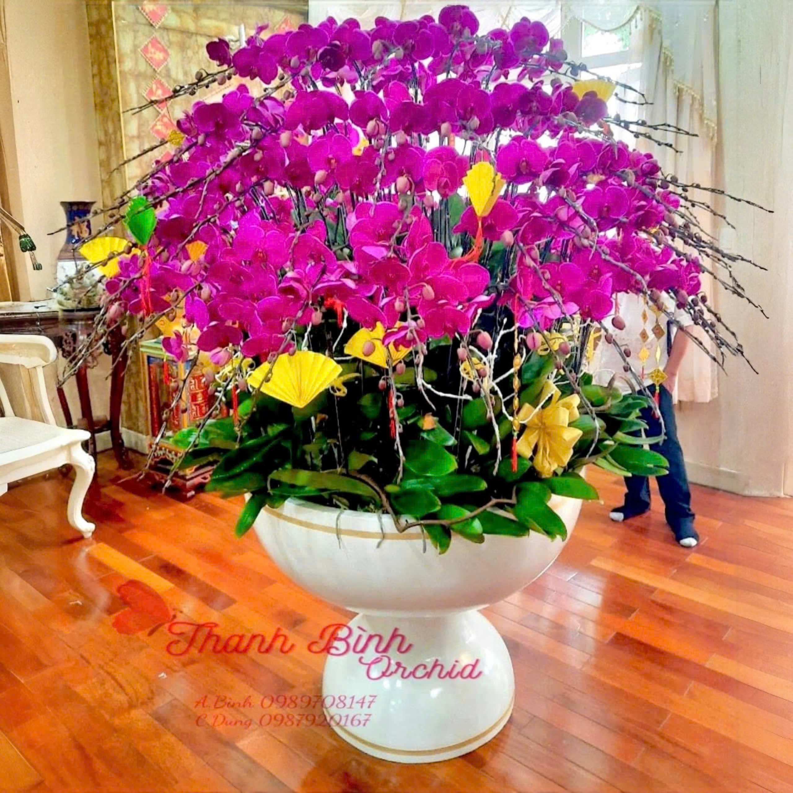 Lan hồ điệp màu tím đỏ 100 cành xoay tròn - TM130