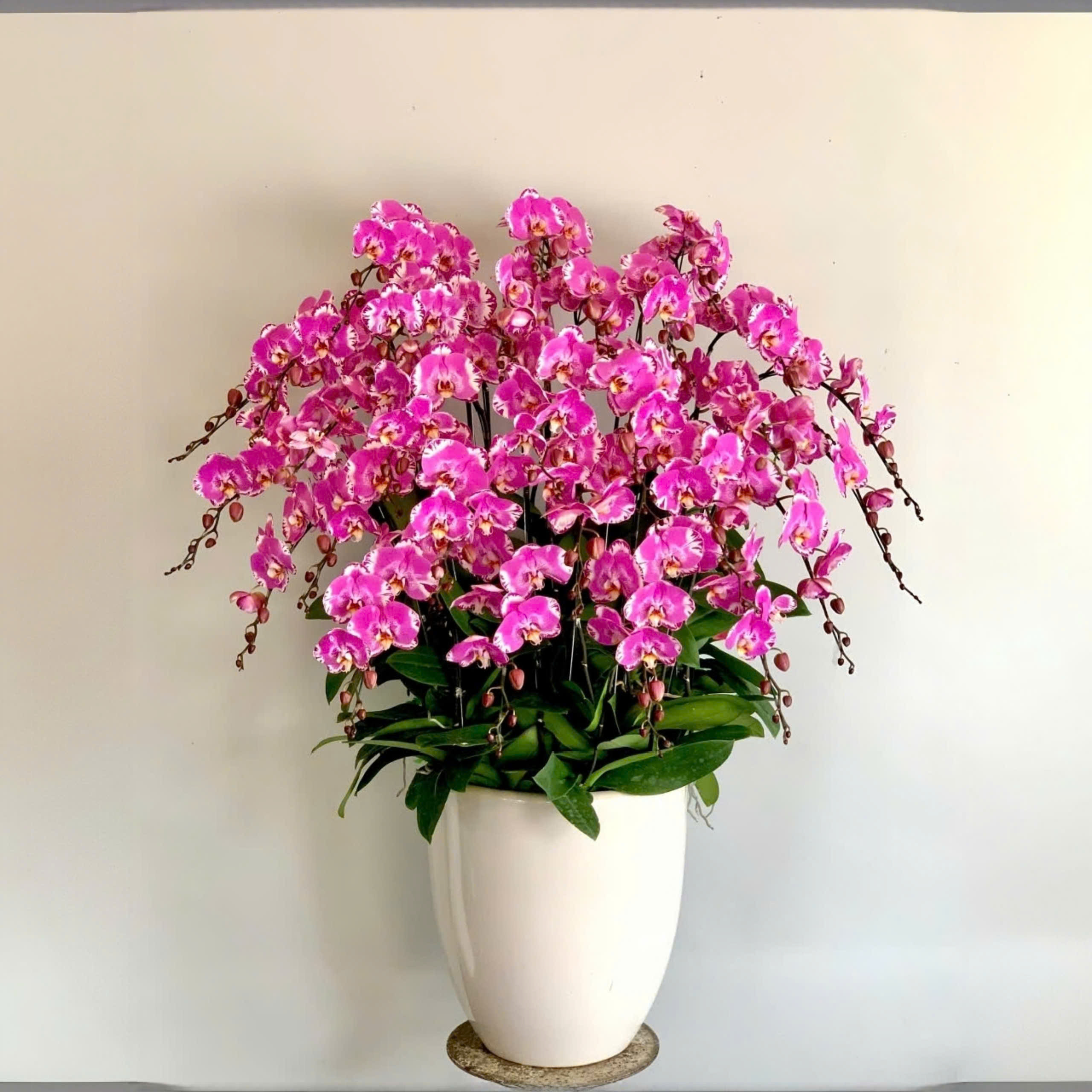 Lan hồ điệp chúc mừng màu hồng bản đồ - CN132
