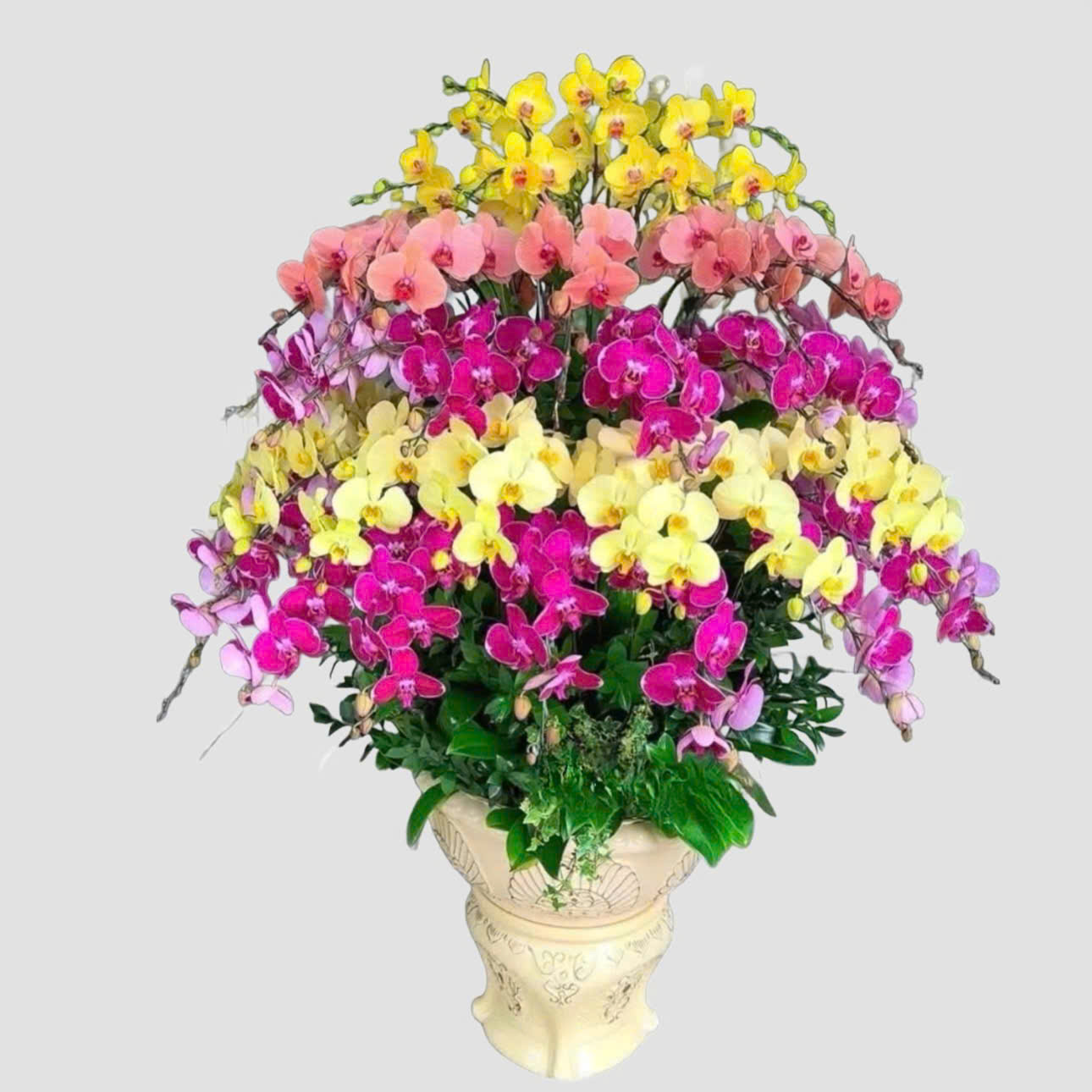 Lan hồ điệp mix màu 69 cành - DS131